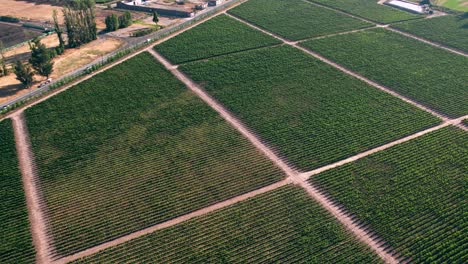 toma aérea en órbita sobre el patrón natural de los viñedos de catemito, chile
