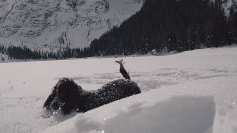 Hund-Mit-Langen-Ohren-Fängt-Schneeball,-Springt-In-Schneepulver-Im-Bergtal