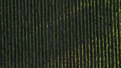 aerial view of vineyard rows