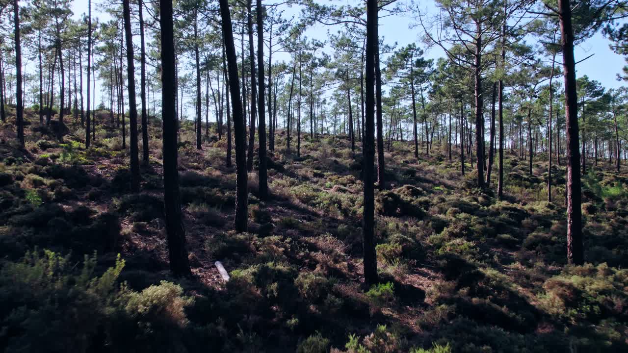 Droneoptagelse fra luften, der bevæger sig baglæns gennem en skov