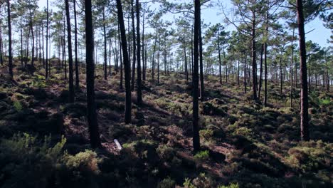 imágenes aéreas de drones moviéndose hacia atrás a través de un bosque