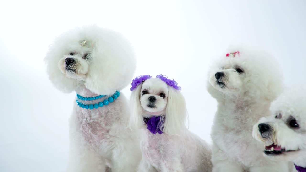 귀여운 강아지들이 한 줄로 함께 앉아 있습니다.