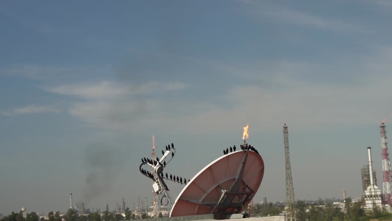 정제소에서 나는 새들의 슬로우 모션