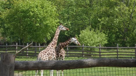 two graceful giraffes standing on a green meadow in a static scene