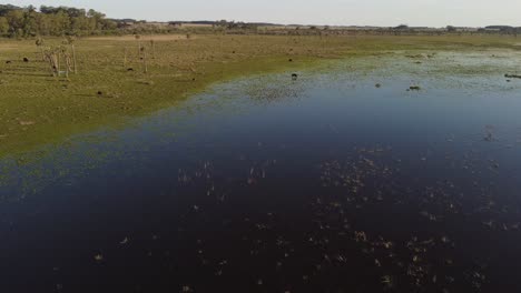 vuelo de drones sobre una laguna en uruguay donde las vacas pastan en el agua