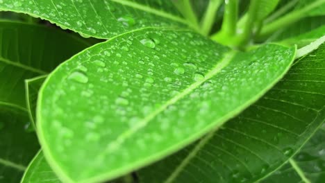 close-up view of a green leaf with water droplets after the recent rain, morning dew, the shallow depth of field emphasizes the intricate details of the leaf creating a serene and natural aesthetic