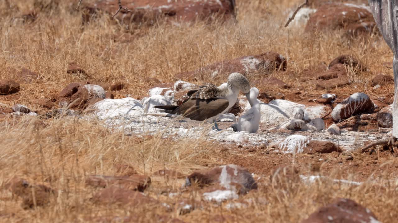 갈라파고스 제도의 산타 크루즈 근처에 있는 노스 세이모어 섬의 뜨거운 빛 아래에서 어린 새끼를 키우는 파란 발의