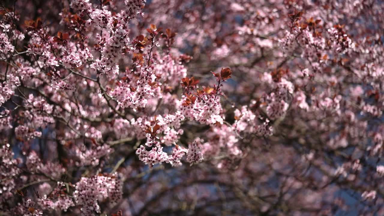 hojas de flor de cerezo cayendo hacia la cámara