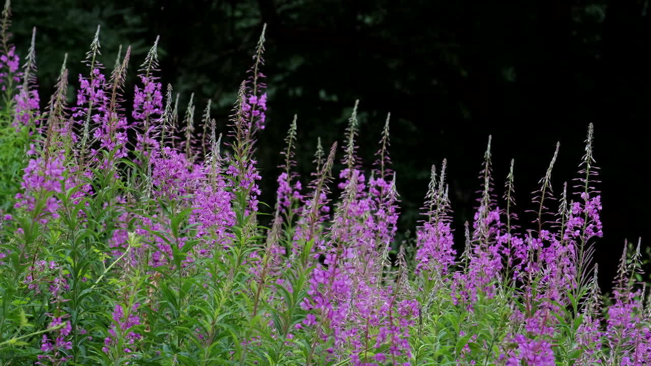 영국 우스터셔의 영국 삼림 지대에서 야생에서 자라는 에필로비움 안구스티폴리움으로도 알려진 예쁜 보라색 로즈베이 윌로허브