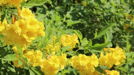 vibrant yellow flowers gently swaying in breeze