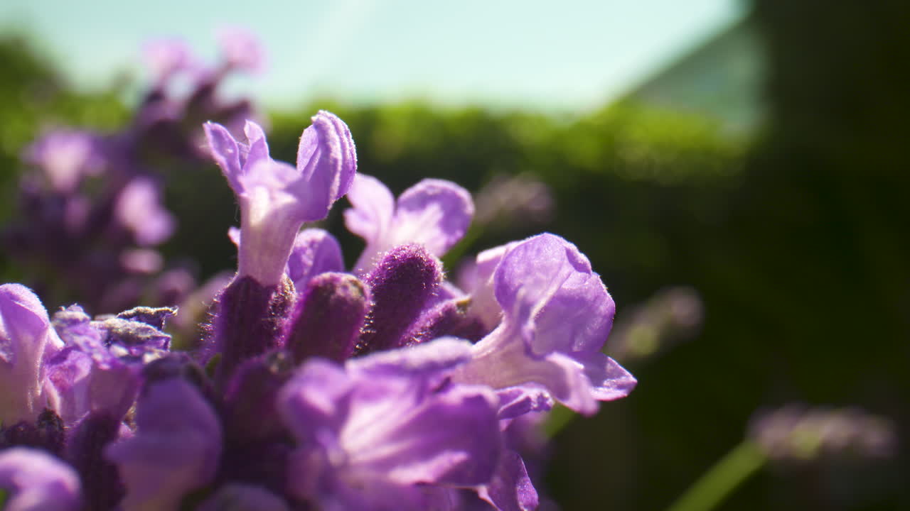 primer plano de hermosas flores de lavanda púrpura meciéndose suavemente en la brisa