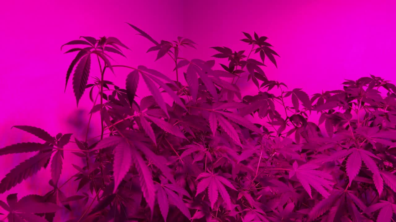 video de plantas de interior de cannabis bajo luces led violetas