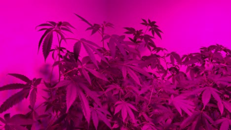 video of cannabis indoor plants under purple leds lights