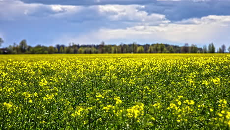 time lapse shot of golden rape field with waving plants during sunny day