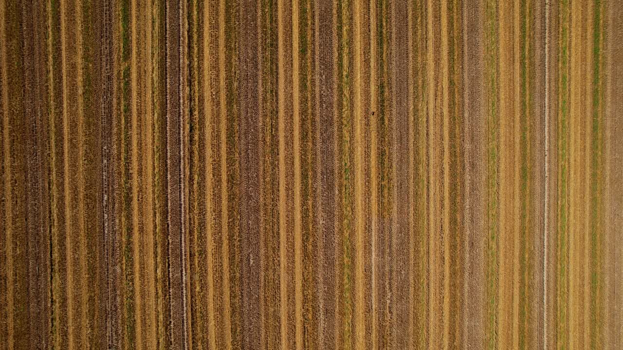 persiguiendo conejito en el campo, vista aérea de arriba hacia abajo desde la distancia