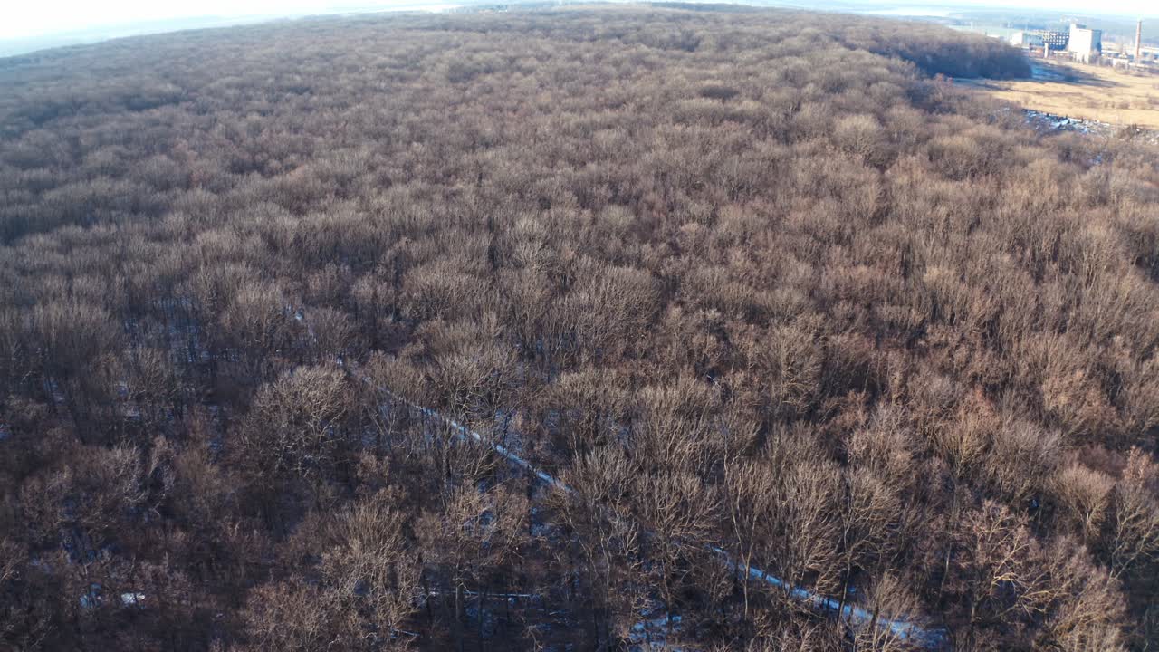 Winter forest from above. Aerial view of the winter forest from above