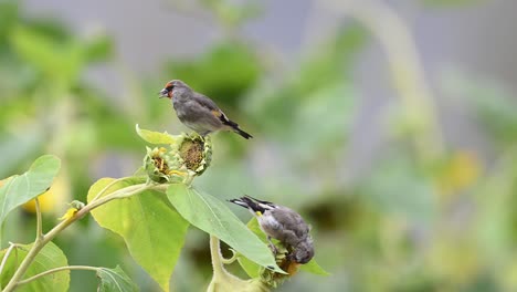 European-goldfinch-feeding-on-Sunflower