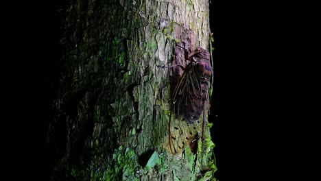 this giant cicada climbing a tree in the night, megapomponia intermedia, found in the jungles of thailand