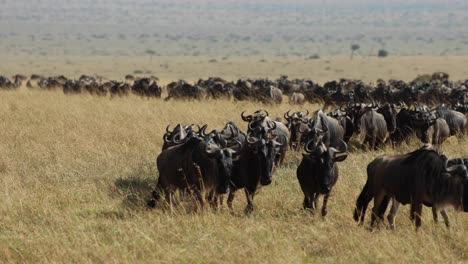 una manada de ñus cruzando las llanuras de masai mara, kenia, durante la gran migración