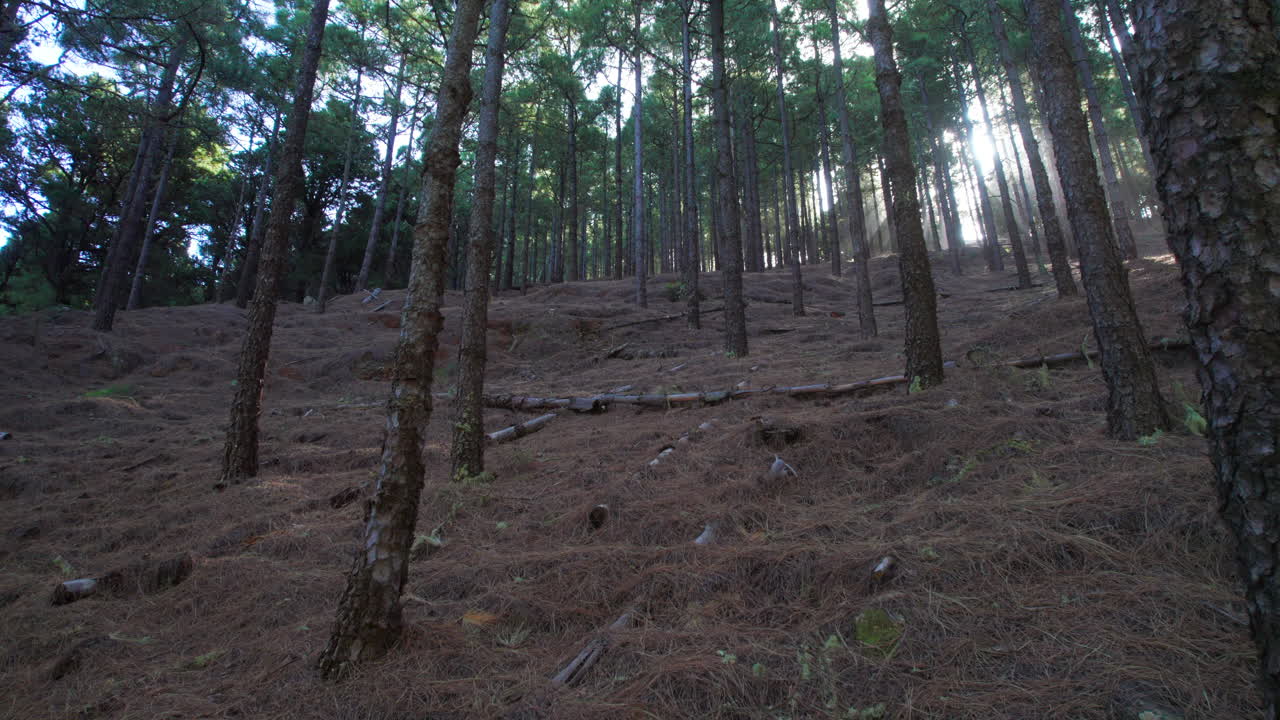 Inside a forest of Canary Island pines burned by fire and that are reborn over time