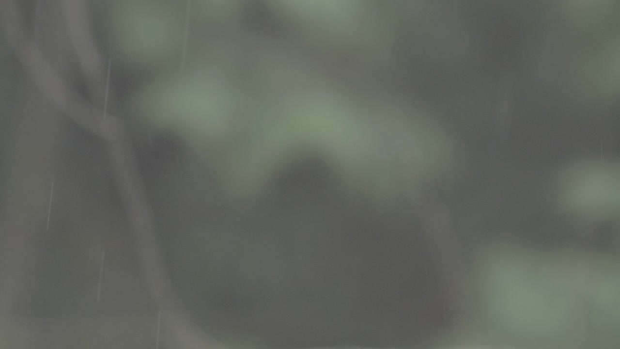 cámara lenta: lluvia cayendo pesadamente
