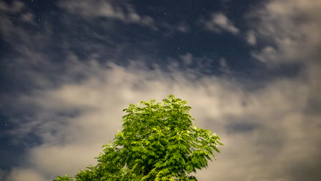 timelapse nocturno de un árbol con nubes y estrellas moviéndose en el fondo