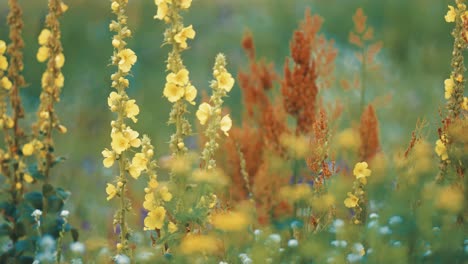 Bunte-Wildblumen-Und-Unkraut-Auf-Der-üppigen-Sommerwiese