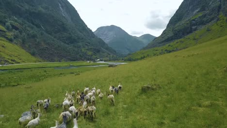 aerial close up of wild mountain goats running through the mountains during the summer time