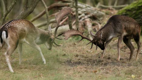 two stags fighting in a forest