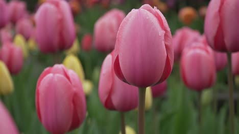 Wunderschöne-Tulpen,-Die-Sich-Sanft-In-Einem-Garten-Wiegen