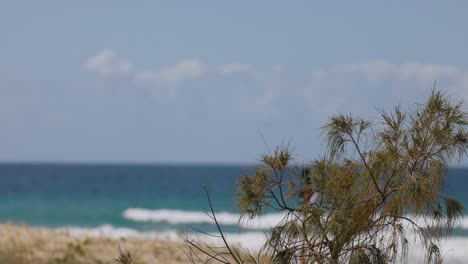 casuarina tree with ocean in the background