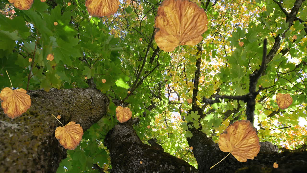 animación de hojas y ramas de otoño contra vista de ángulo bajo de los árboles en el parque