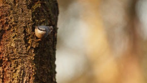 gran pájaro carpintero manchado en un árbol