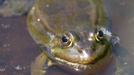 Makroaufnahme-Eines-Wilden-Frosches,-Der-Auf-Der-Wasseroberfläche-Ruht-Und-Das-Sonnenlicht-Genießt