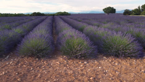 Lavender-field-in-Plateau-de-Valensole,-Provence
