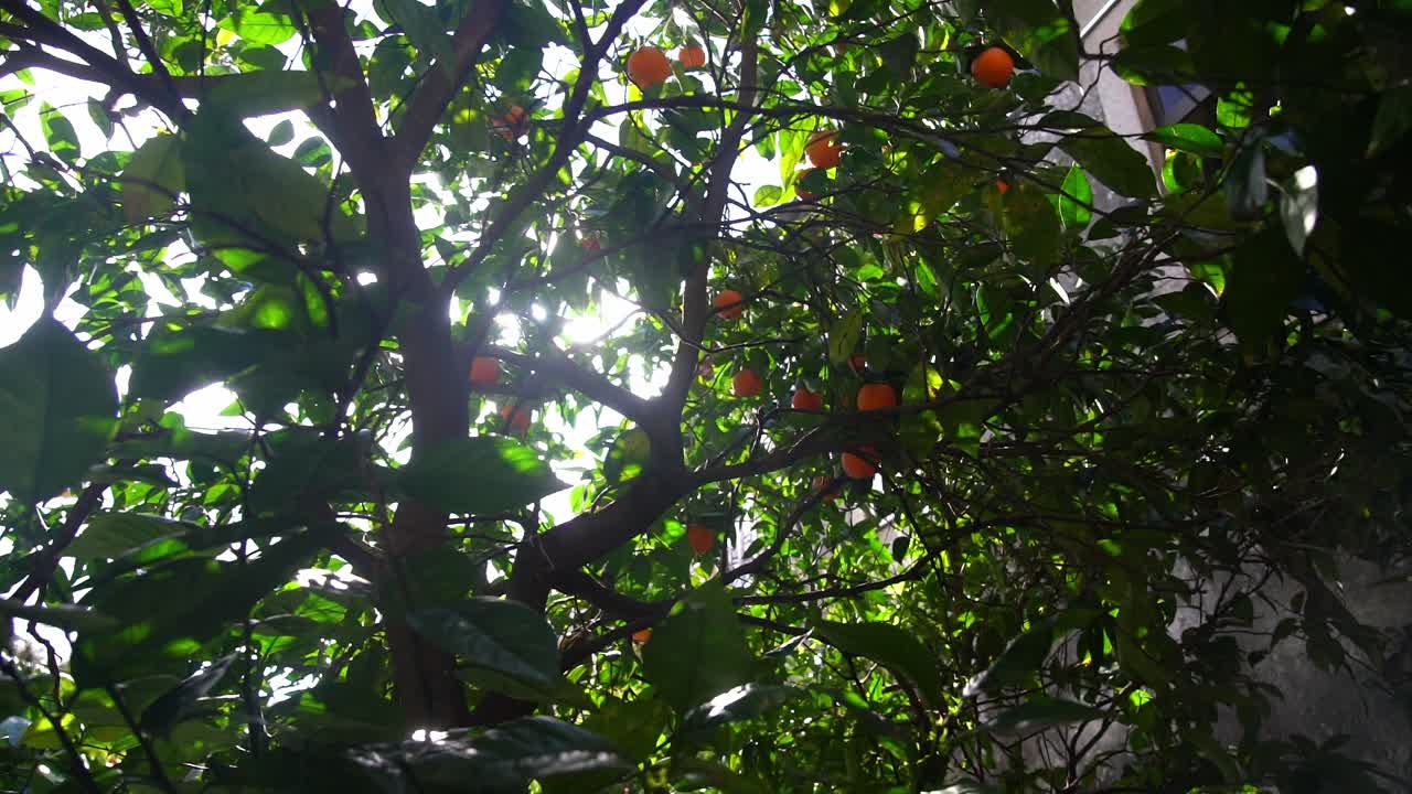 Low Angle View Of Orange Tree Beside House Sun Poking Through Leaves. Follow Shot