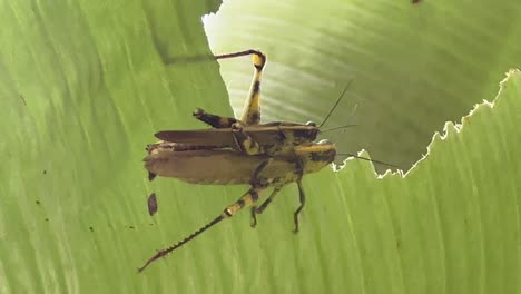 Primer-Plano-De-Un-Par-De-Saltamontes-Javaneses,-Valanga-Nigricornis-Apareándose-En-Una-Hoja-De-Plátano-Rota-En-Un-Hermoso-Día-Soleado-Con-Hojas-Balanceándose-En-El-Viento,-Visto-En-Malasia-Sudeste-Asiático