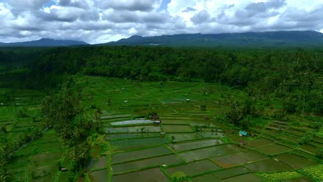 Volando-Sobre-Campos-De-Cultivo-De-Arroz-Hacia-Una-Espesa-Selva-Tropical-Y-Montañas-Distantes