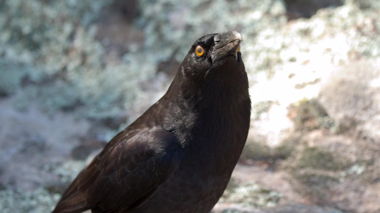 Primo piano di un currawong pezzato che si guarda intorno mentre è appollaiato su una superficie rocciosa in Australia.