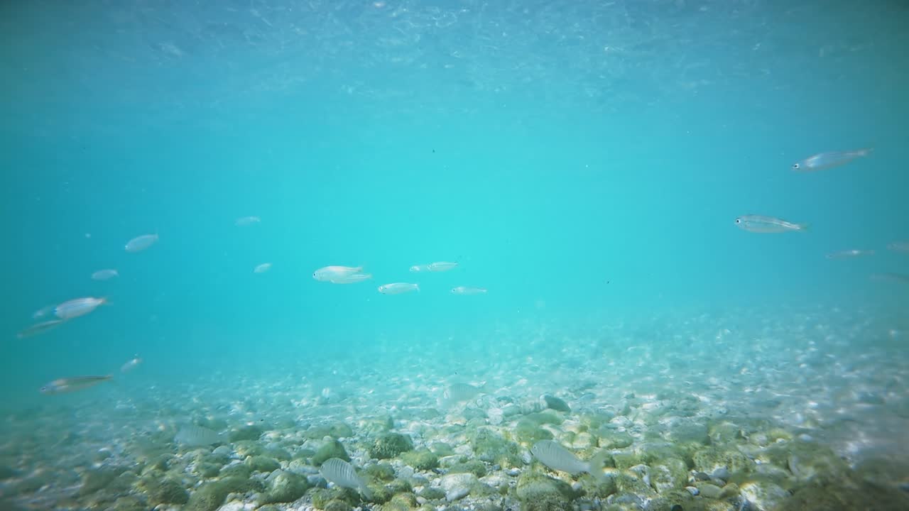 Swimming fishes on the bottom of the Aegean sea visible through the blue water, refraction of light. Greece