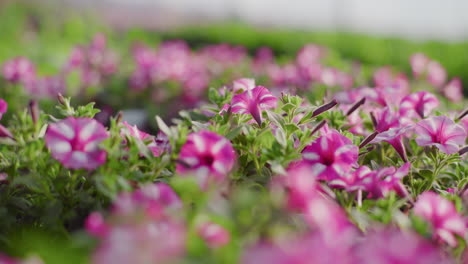 close-up of beautiful blooming petunia flowers