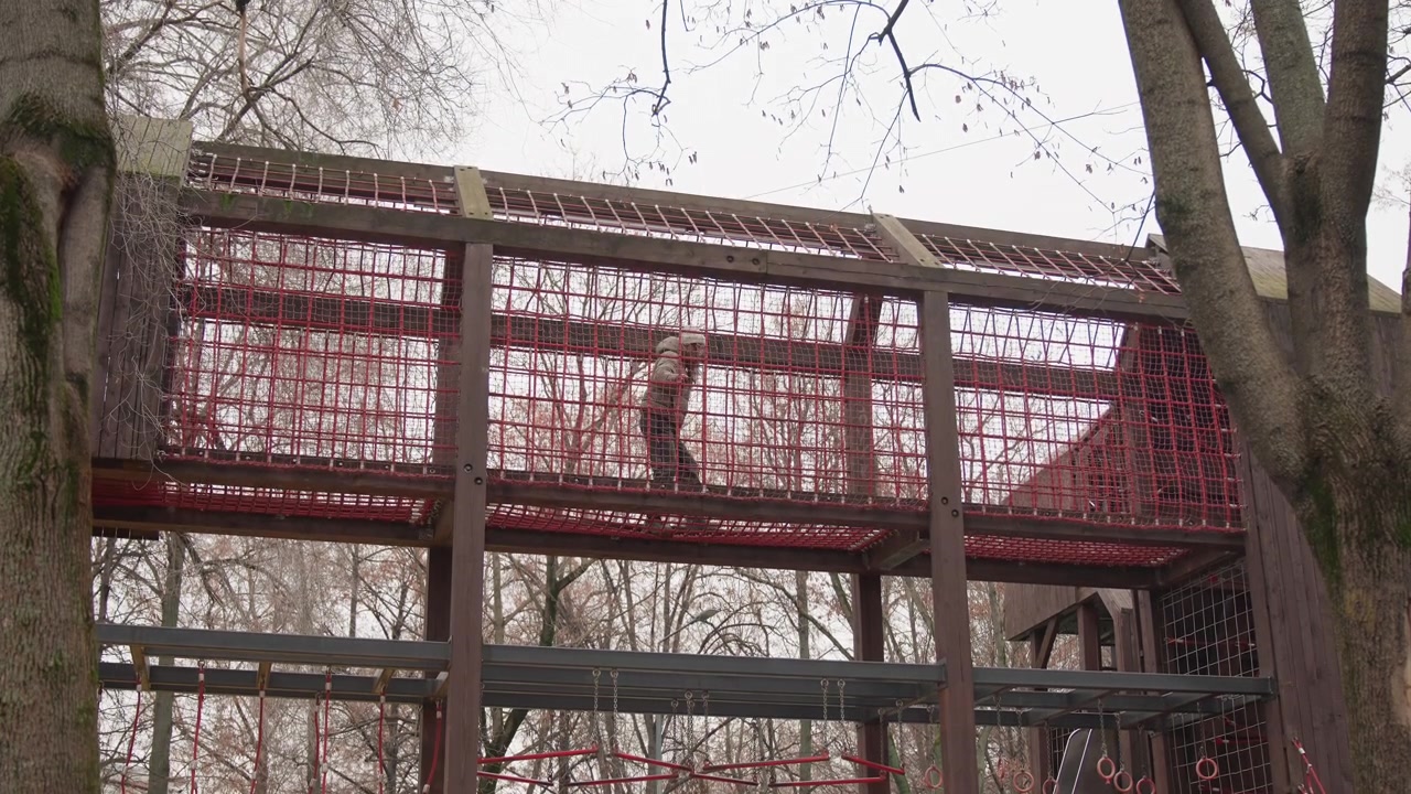 Zardzewiała czerwona siatkowa kładka w parku, dęby otaczające pustą, podwyższoną konstrukcję placu zabaw, zwietrzałe metalowe belki, geometryczna kratownica i spokojny zimowy nastrój, atmosfera inspekcji architektonicznej do celów redakcyjnych.