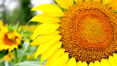 el girasol en flor en el viento