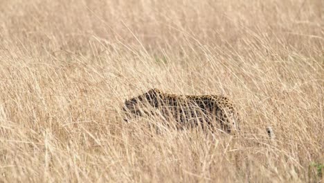 Leopardo-Africano-Caminando-En-La-Sabana-Cubierta-De-Hierba-En-áfrica