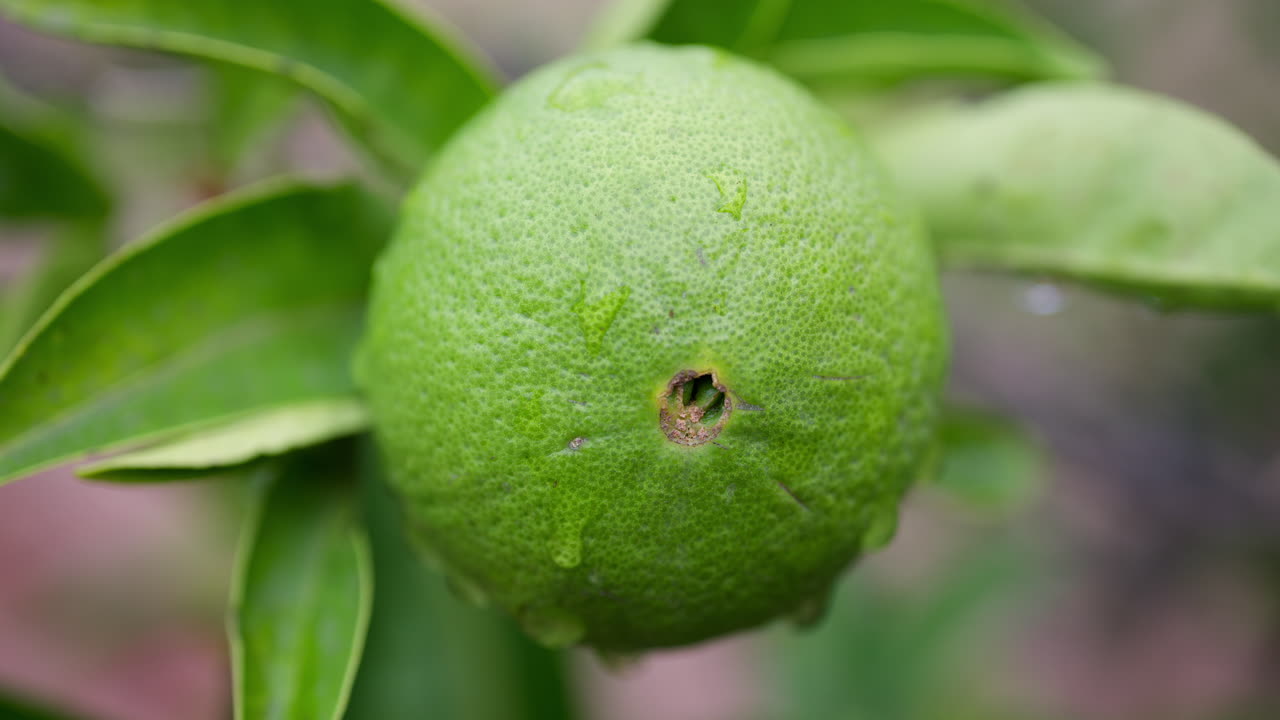 Close up of a green, wet lemon growing on a tree