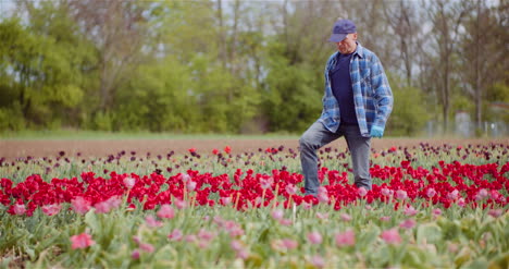 granjero agrícola que trabaja en el campo de tulipanes 2