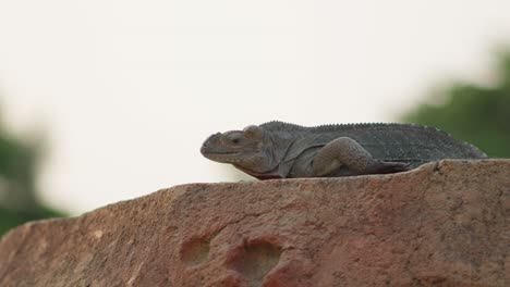 Asian-water-monitor-Lizard-or-biawak,-Varanus-salvator,-sits-on-flat-large-rock-against-blurred-backgrou-d