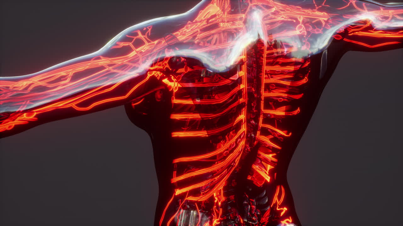 심장 및 혈관 해부학과 함께 인간의 혈액 순환 시스템