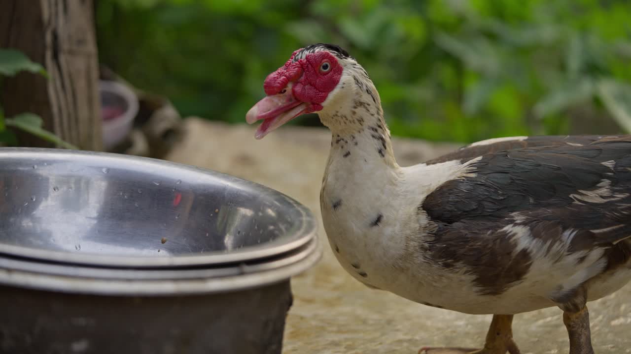 Filmato di un'anatra che beve acqua da una pentola in un villaggio rurale. Evidenzia il pollame locale, la vita di paese e il comportamento naturale degli animali in un contesto tradizionale.