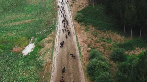 rebaño de vacas caminando lentamente por un camino de arena junto a un bosque de pinos, aéreo